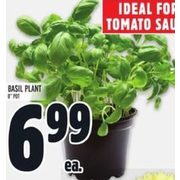 Basil Plant - $6.99