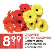 Grown In British Columbia Gerbera Daisy - $8.99