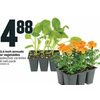 3.5 Inch Annuals Or Vegetables - $4.88