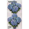 3 Hydrangea Flowers - $19.99