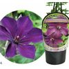 Perennial Flowering Plants - Clematis - 20% off